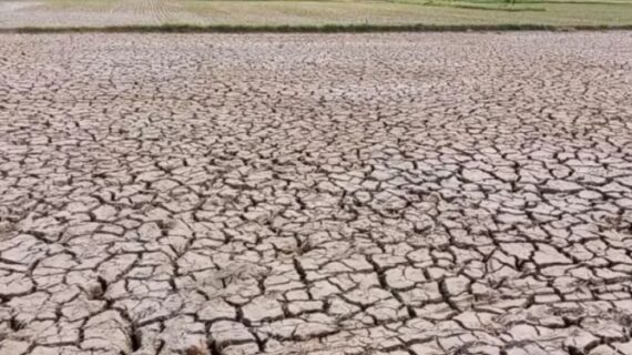 Program Jangka Pendek dan Panjang LAZISNU Cilacap Atasi Dampak Kekeringan Parah